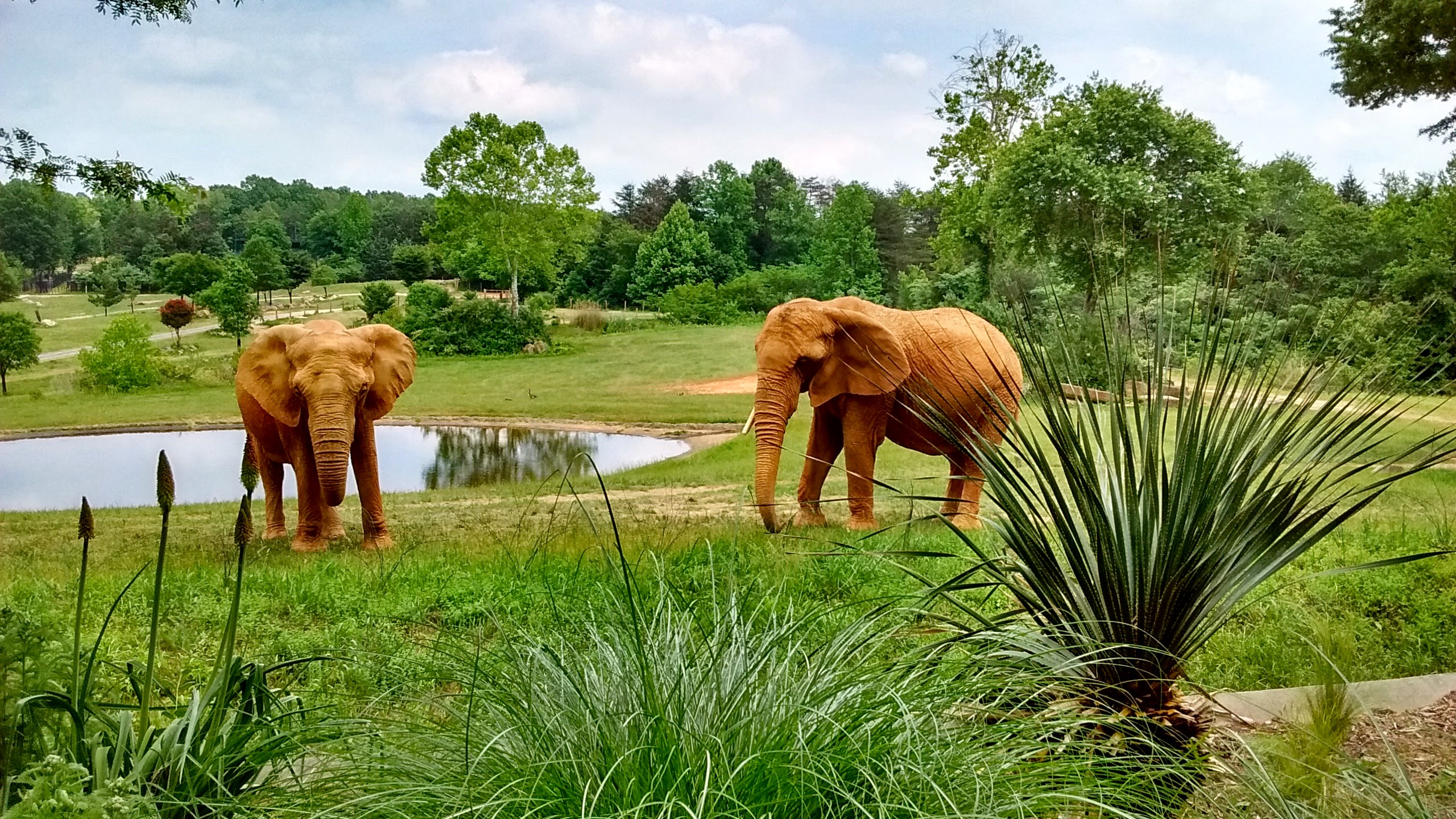 Asheboro zoo with elephants in a wide field