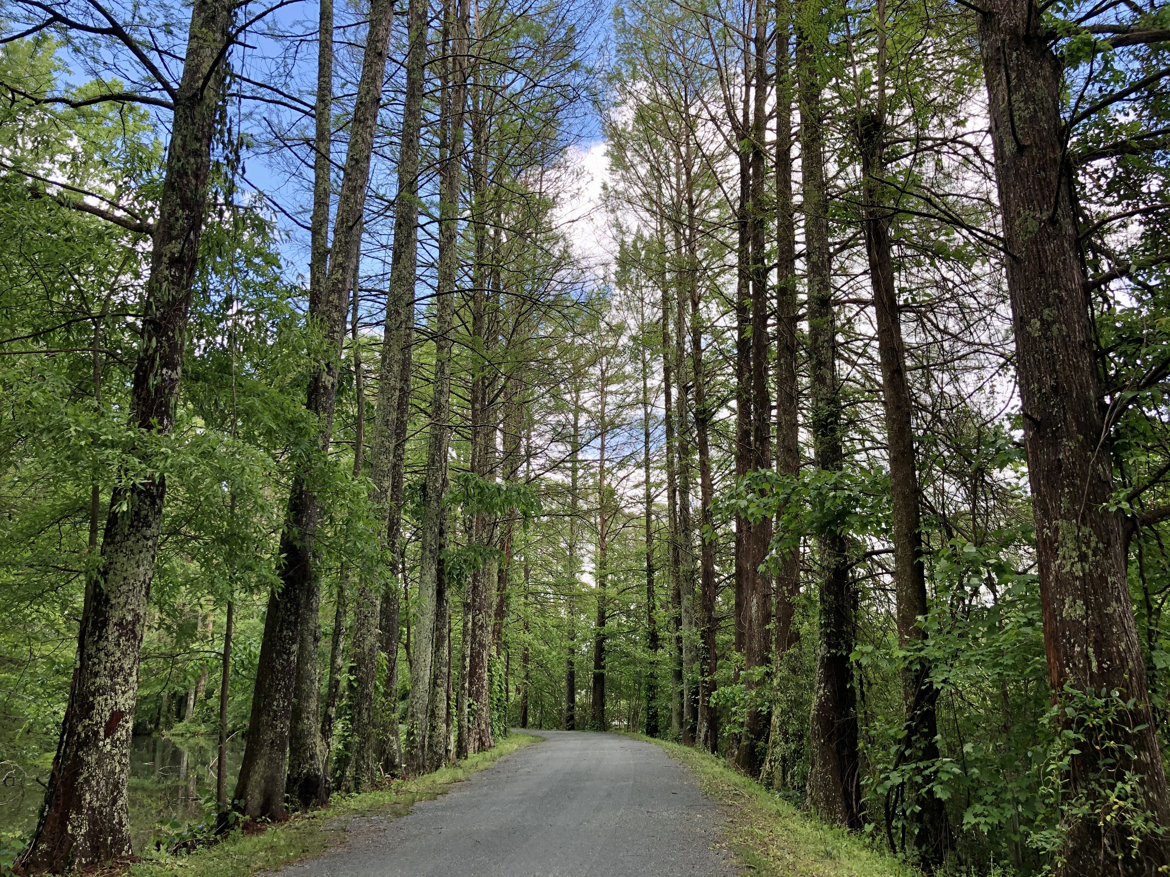 hiking trail with trees on each side